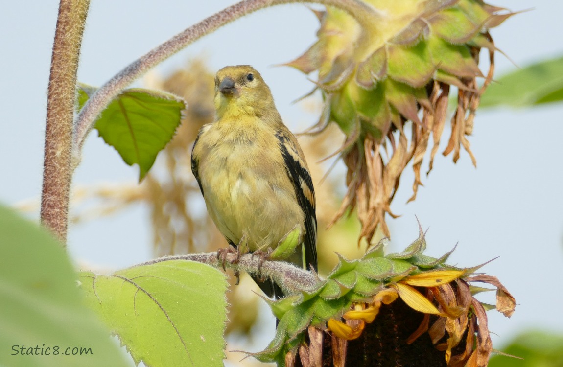 Goldfinch standing on a sunflower