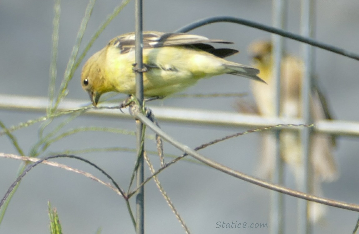 Goldfinches standing on wire trellis, eating crab grass seeds