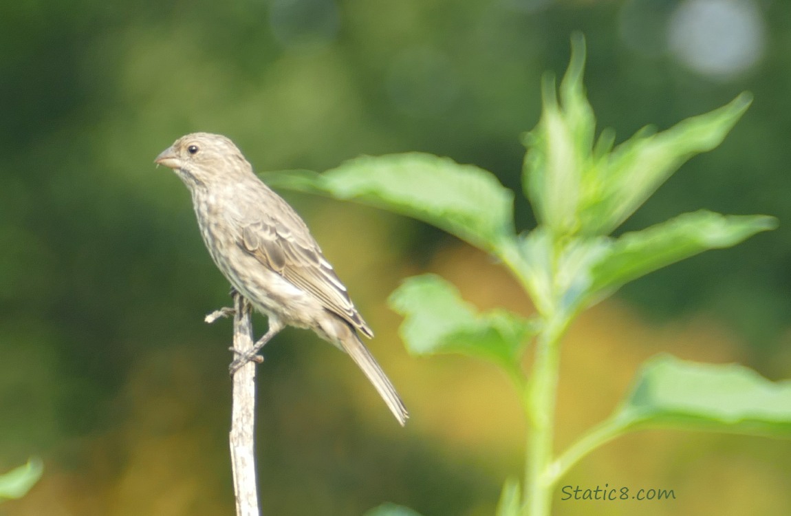 House Finch standing on a stick