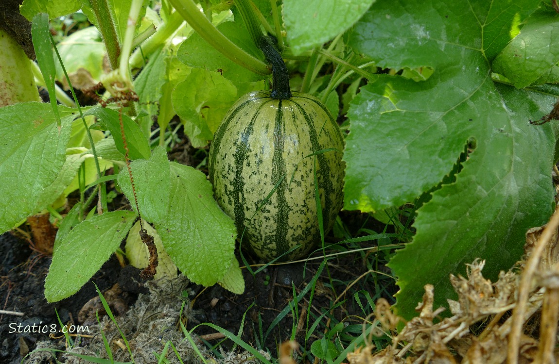 Striped Spaghetti Squash growing on the vine