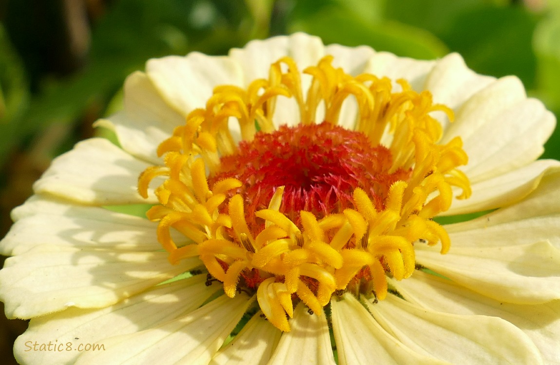 Yellow Zinnia