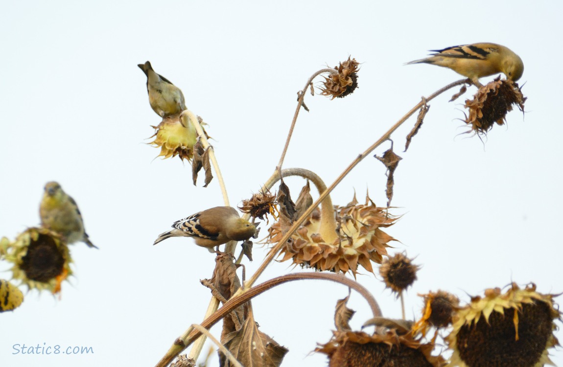 Goldfinches on Sunflower heads