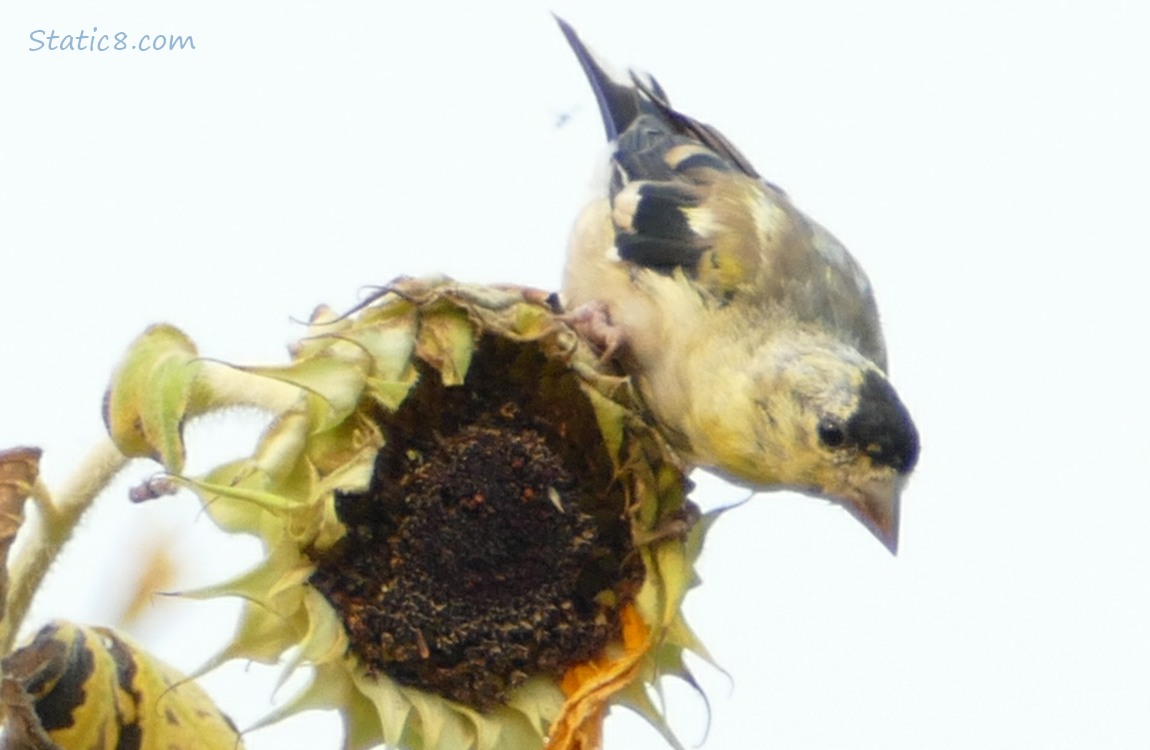 Goldfinch hanging from a spent Sunflower head