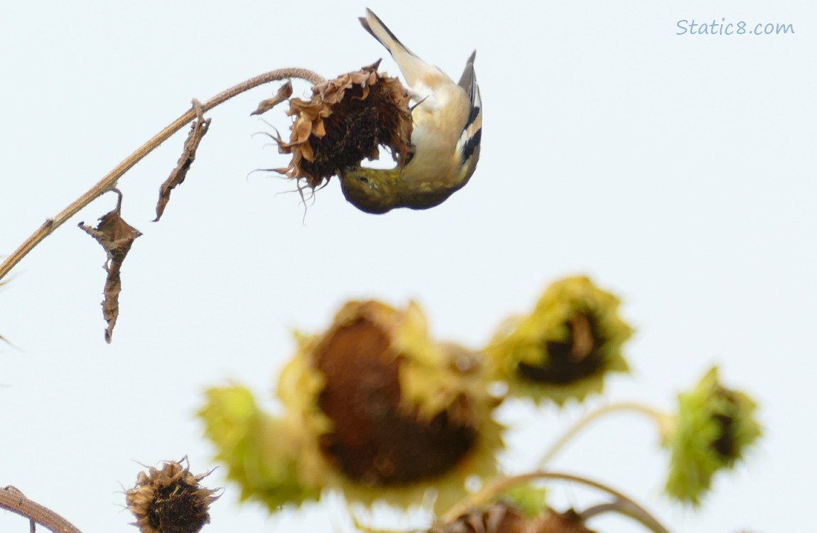 Goldfinch eating from a Sunflower head, hanging upside down