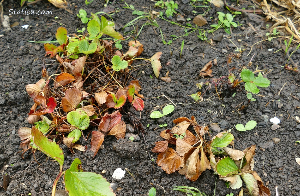 Strawberry plants in the ground