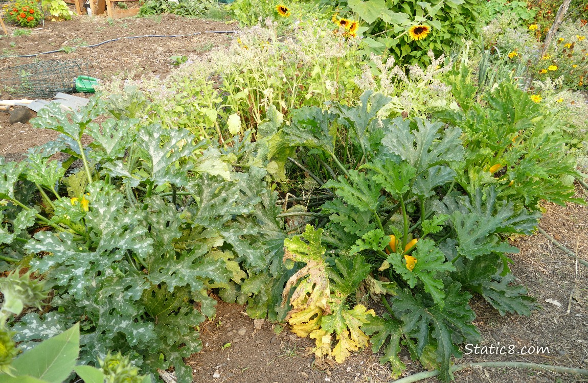 Zucchini plants