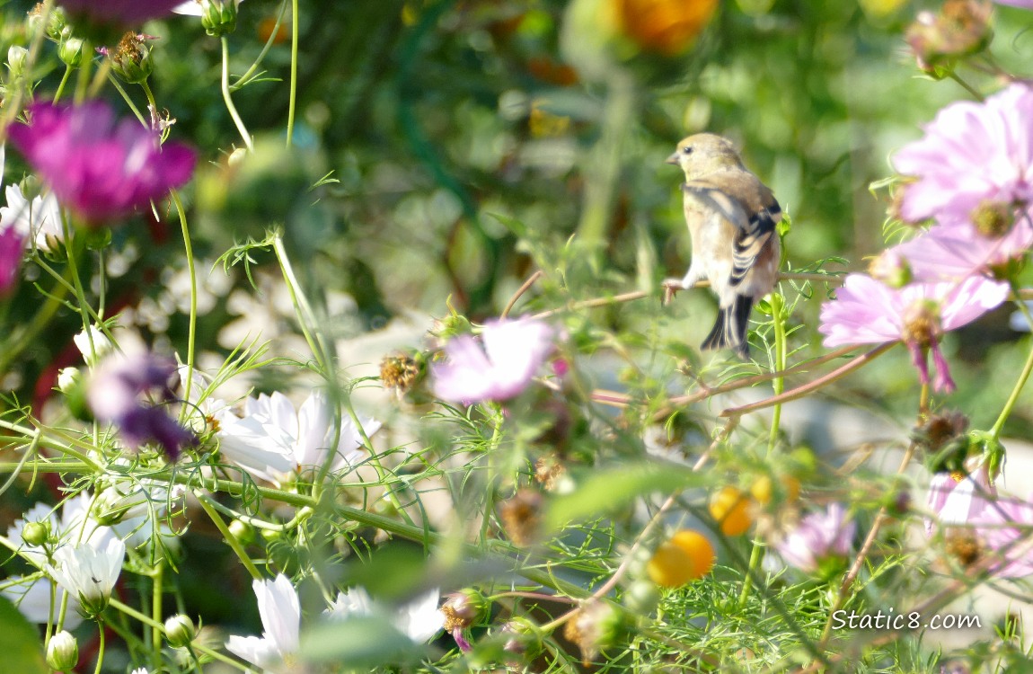 Goldfinch surrounded by Cosmos blooms and leaves