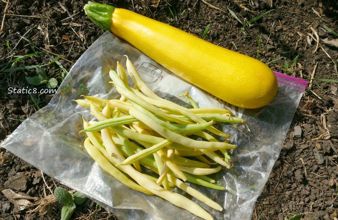 Harvested veggies laying on the ground