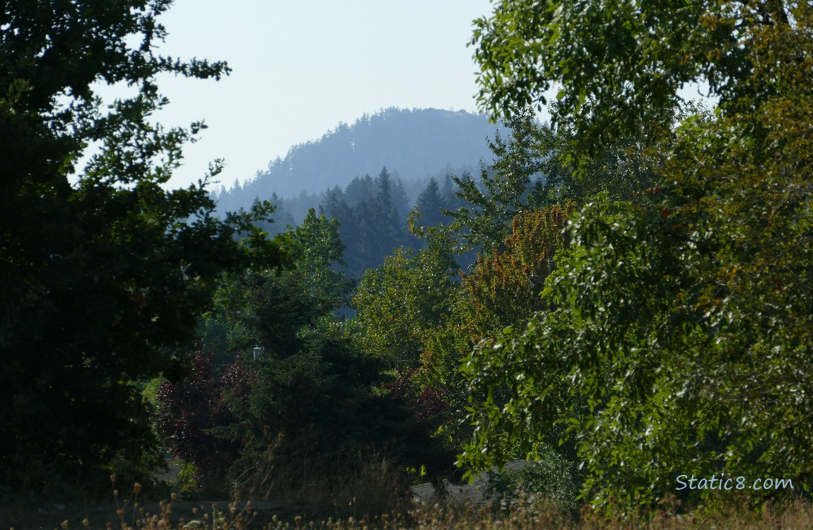 Trees on the hill