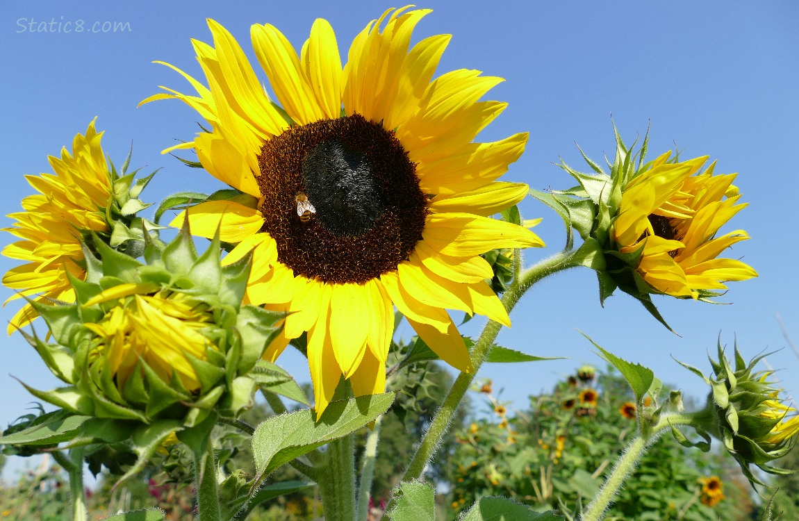 Sunflower blooms and a blue sky