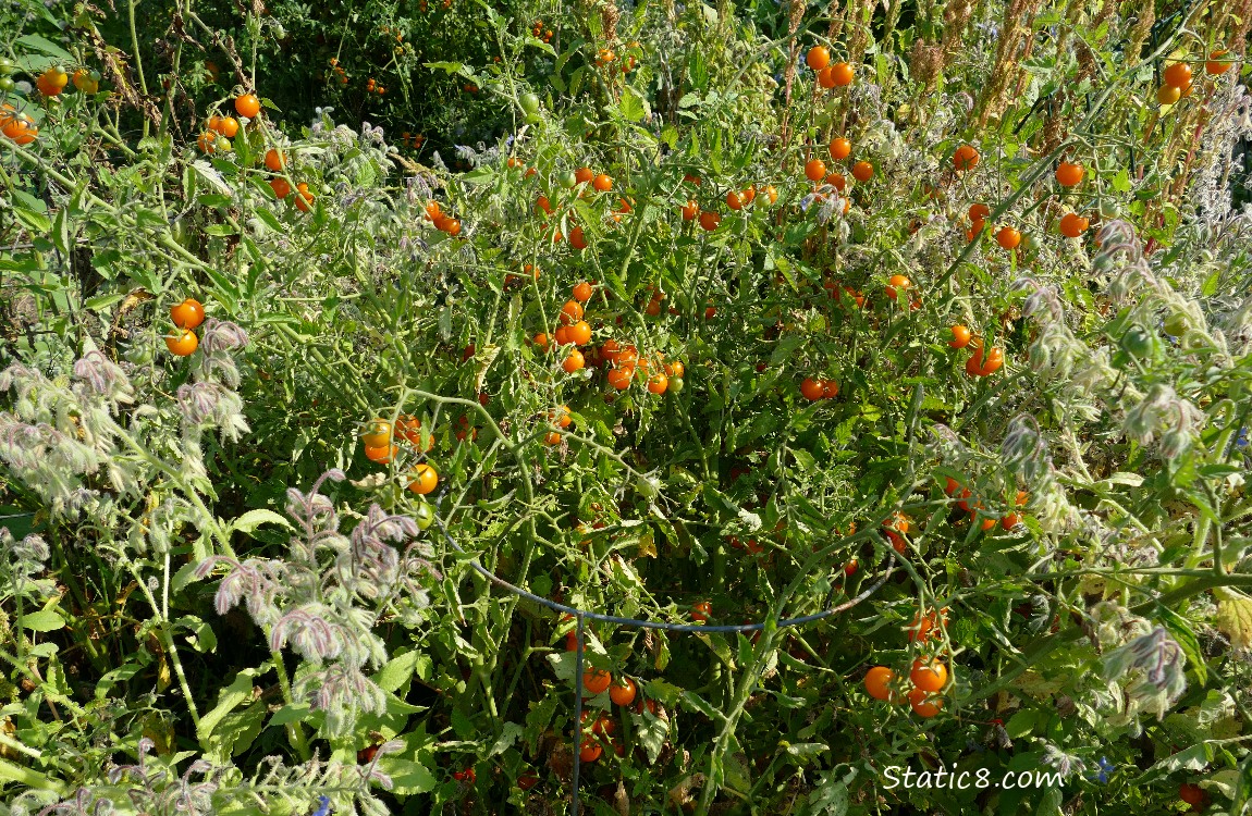 Sungold cherry tomato plant