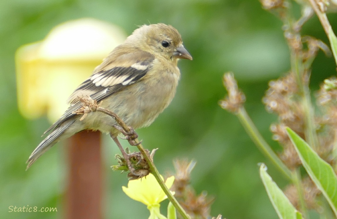 Goldfinch standing on a plant stalk