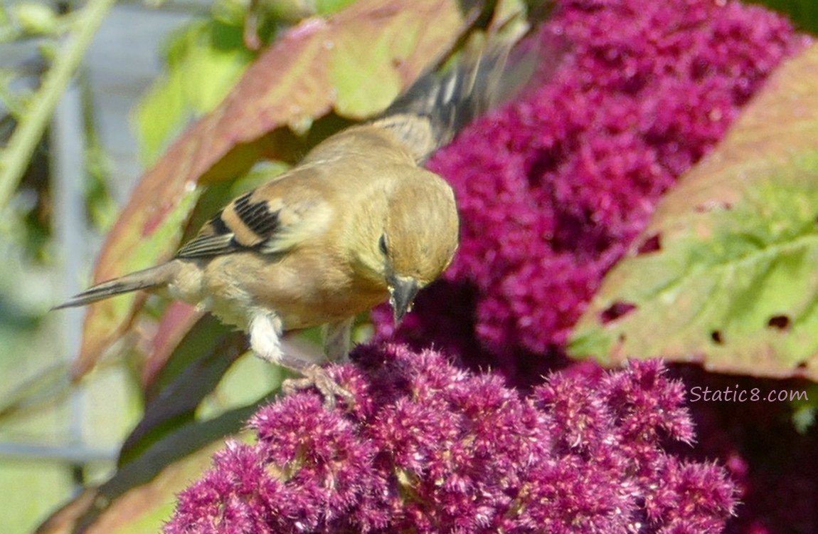 Goldfinch on a Red Amaranth bloom