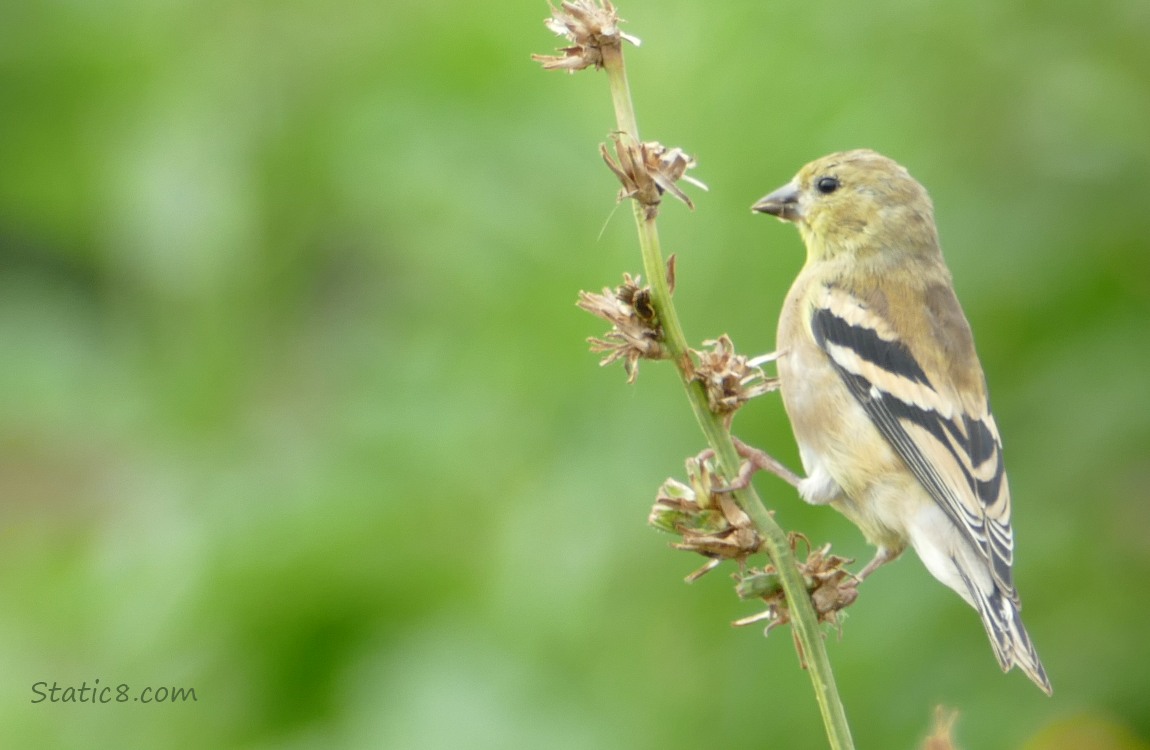 Goldfinch standing on a Chicory stem