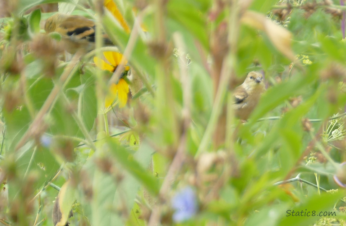 Goldfinch peeking thru leaves