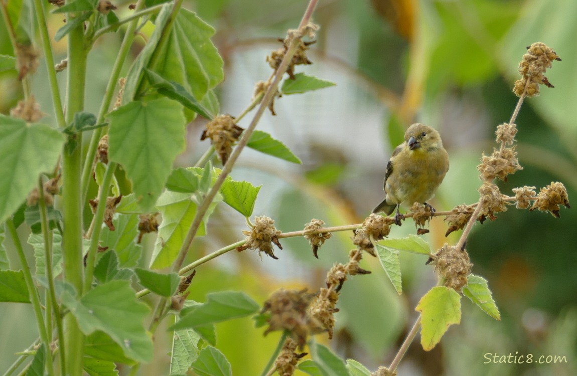 Goldfinch standing on a plant