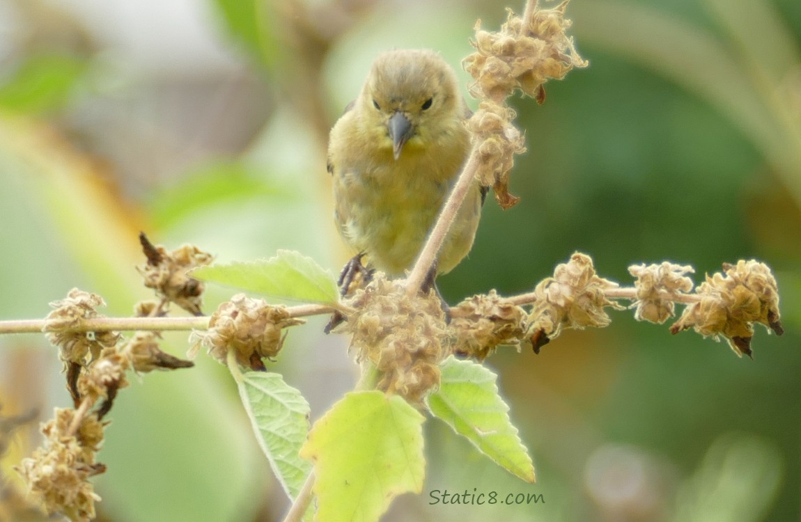 Goldfinch standing on a plant