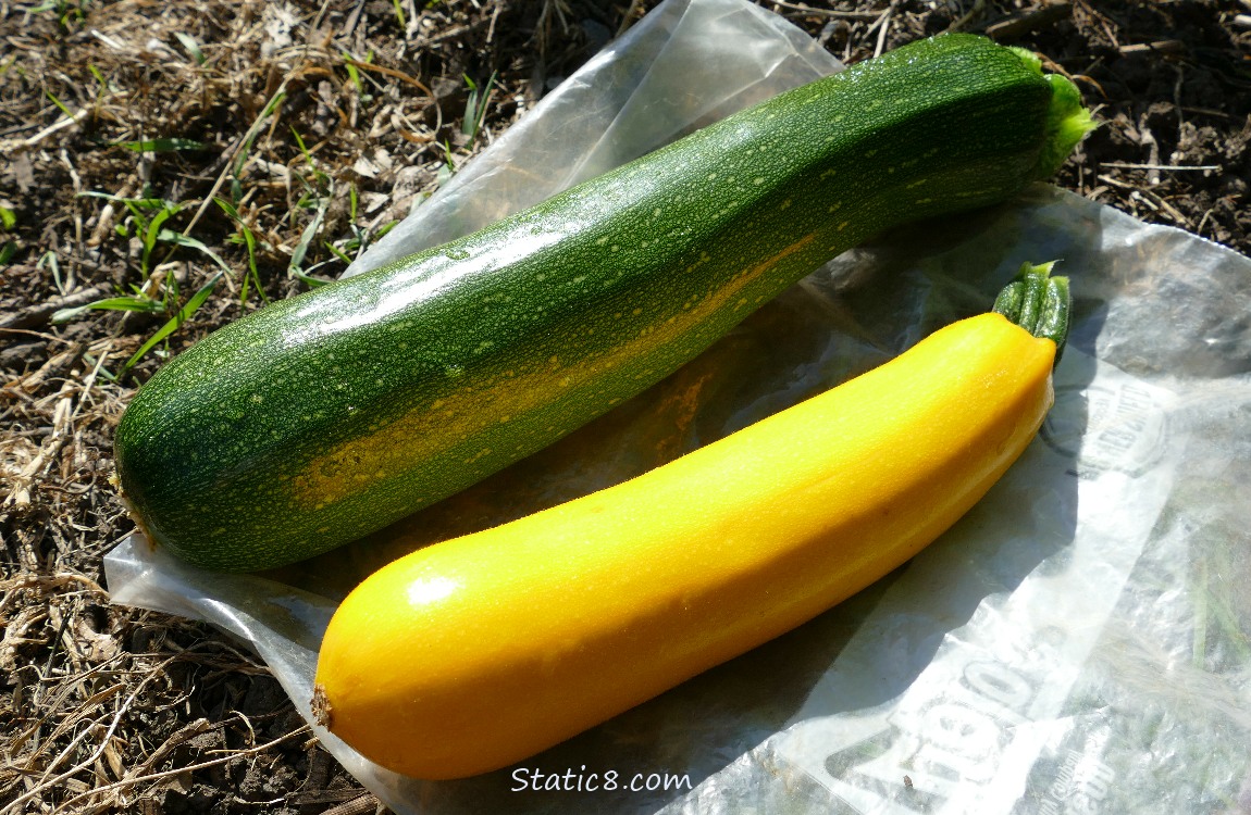 Harvested veggies laying on the ground