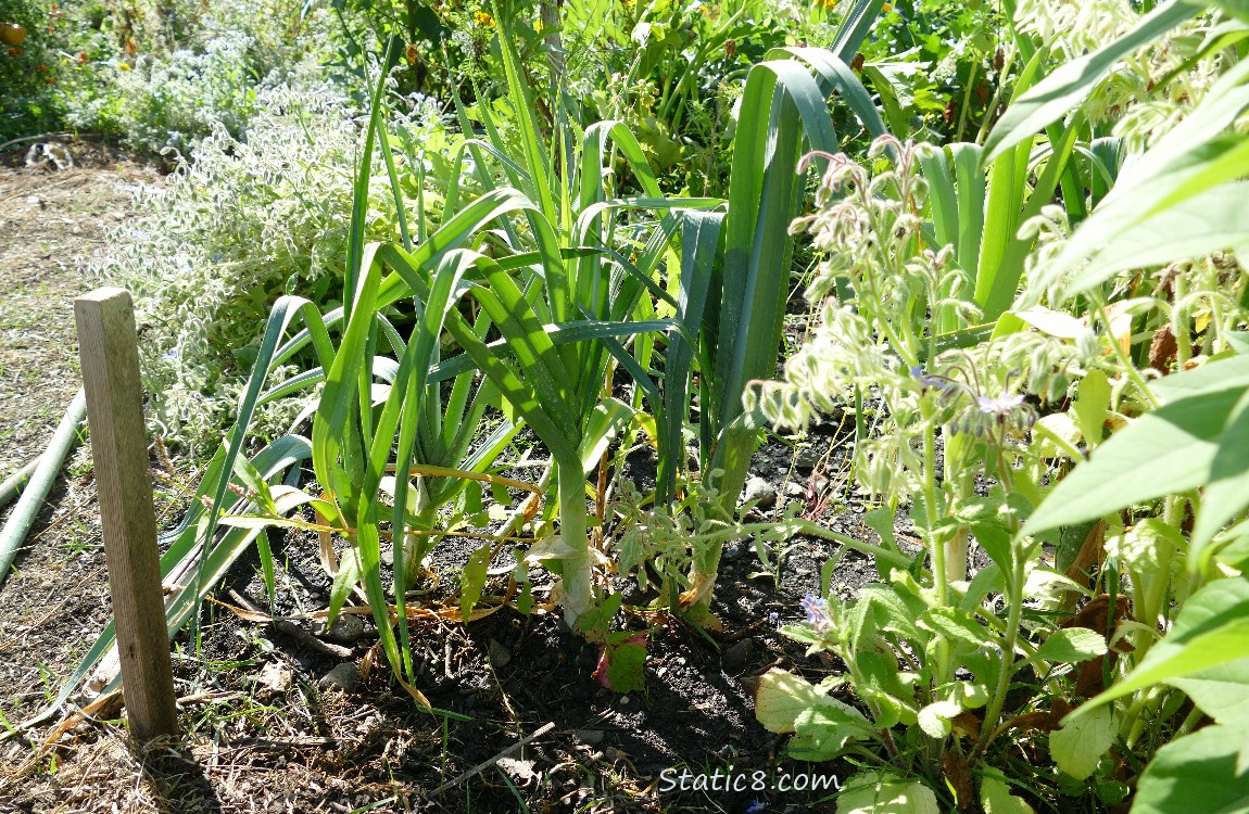 Leeks in the garden plot