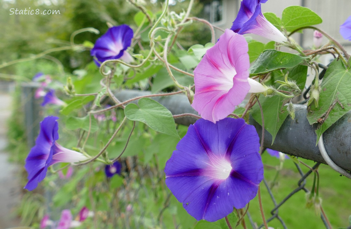 Purple and pink Morning Glory blooms on a chain link fence