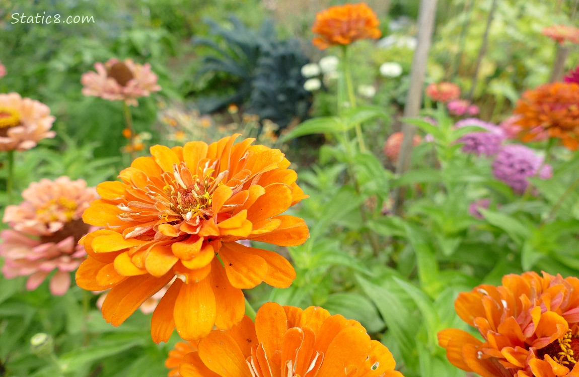 Orange Zinnia blooms