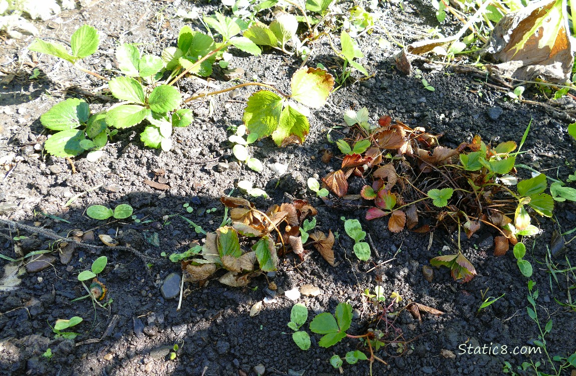 Strawberry plants in the garden