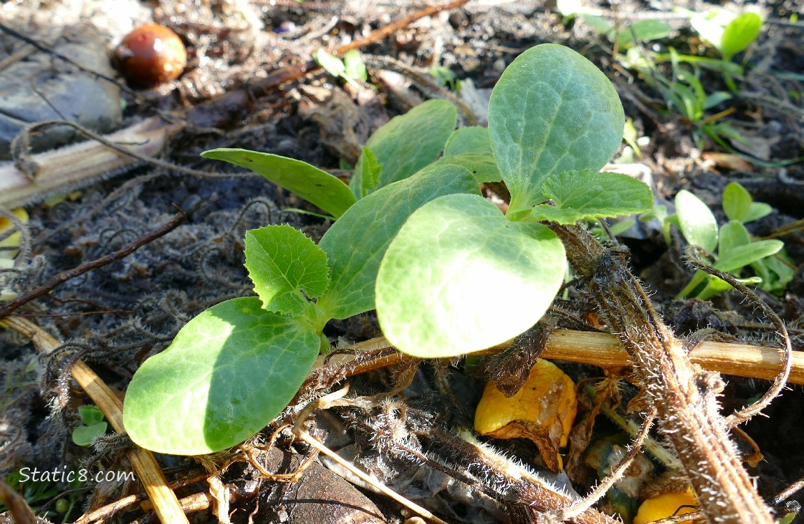 Squash seedlings