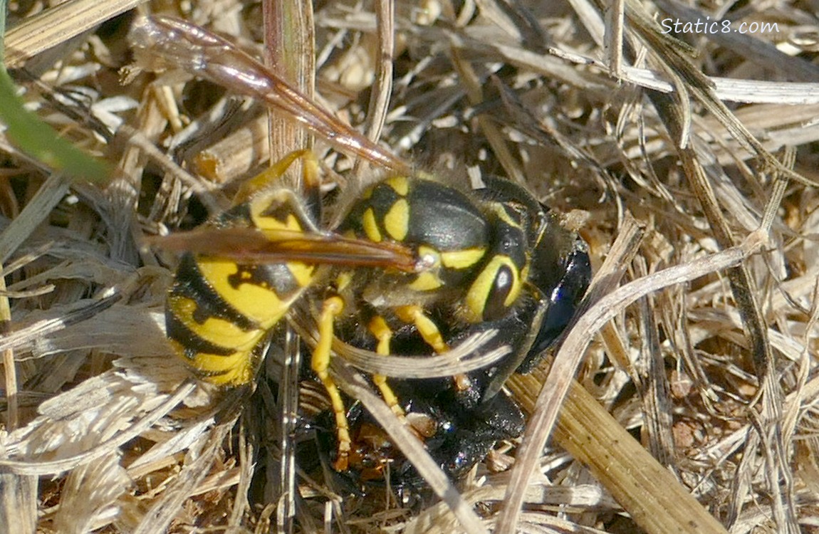 Yellow Jacket attacking prey in the grass