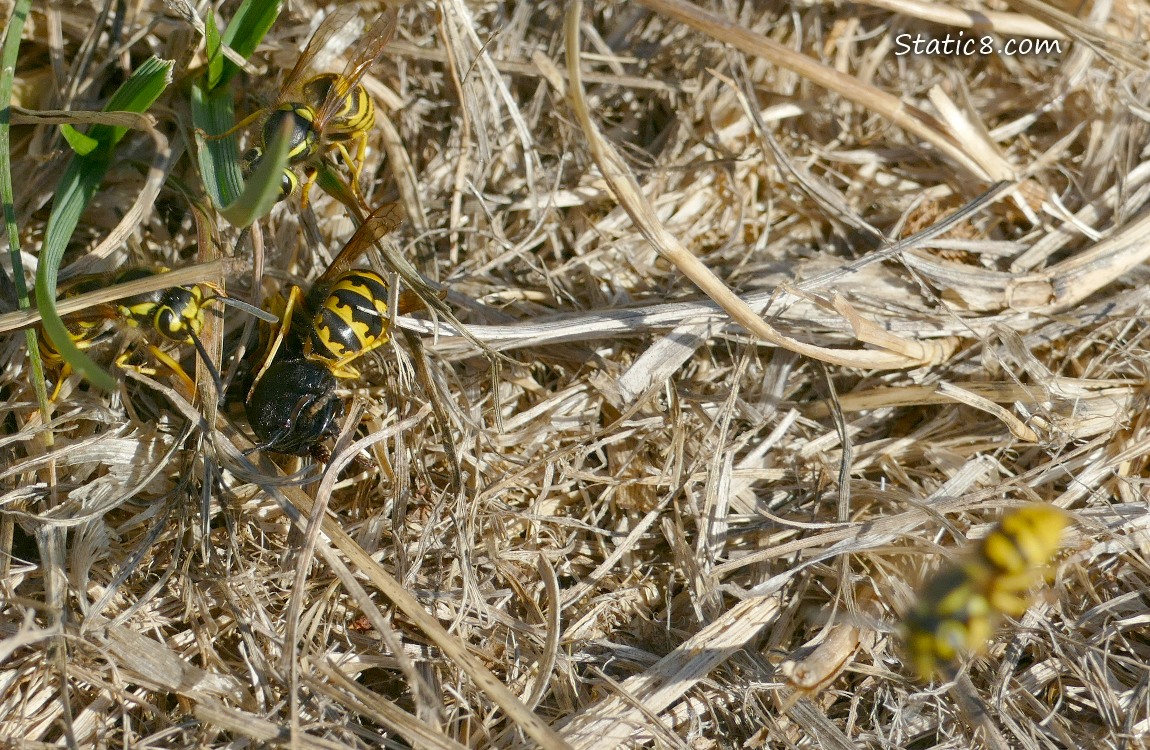 Yellow Jackets piled onto prey, with others flying around