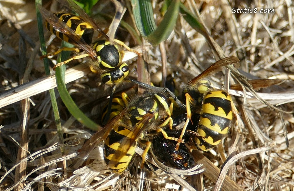 Yellow Jackets piling onto prey in the grass