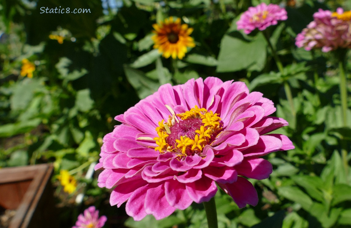 Pink Zinnia bloom