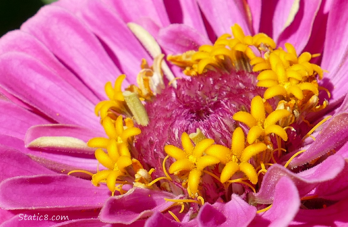 Close up of a pink Zinnia