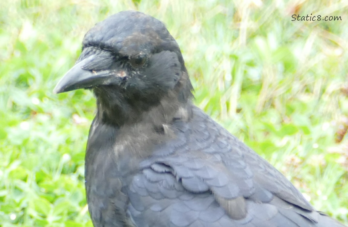 Close up of a Crows face