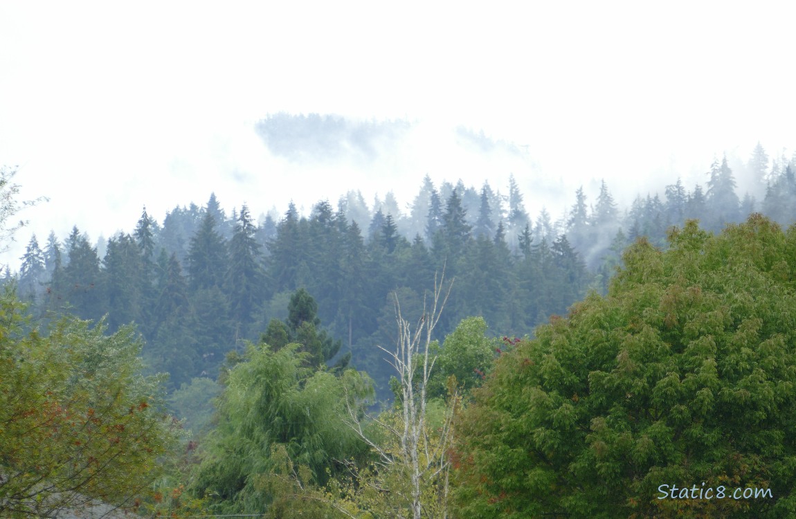 Foggy trees on the hill