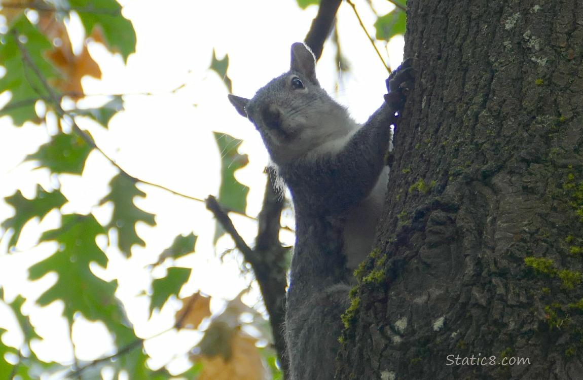 Squirrel hanging from the side of a tree trunk