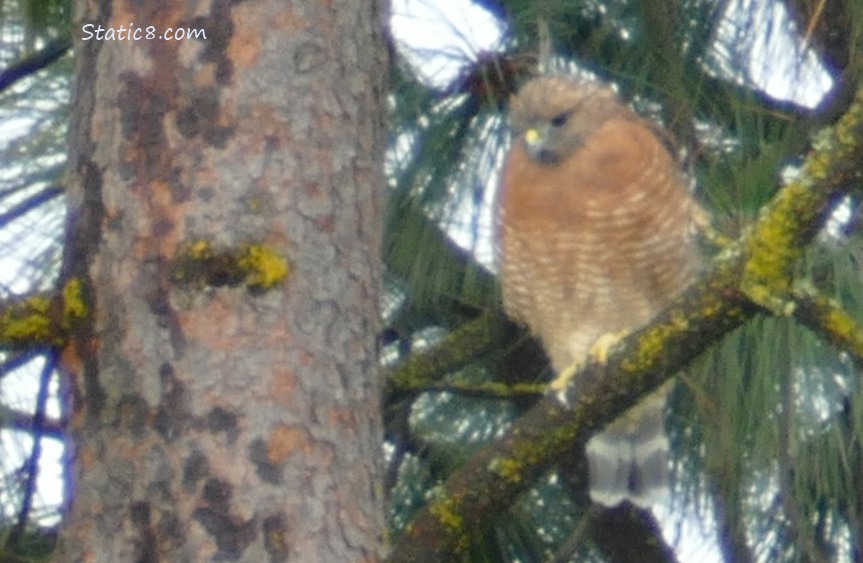 Red Shoulder Hawk standing in a pine tree