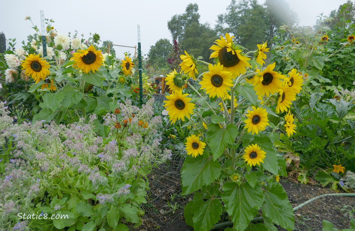 Sunflowers