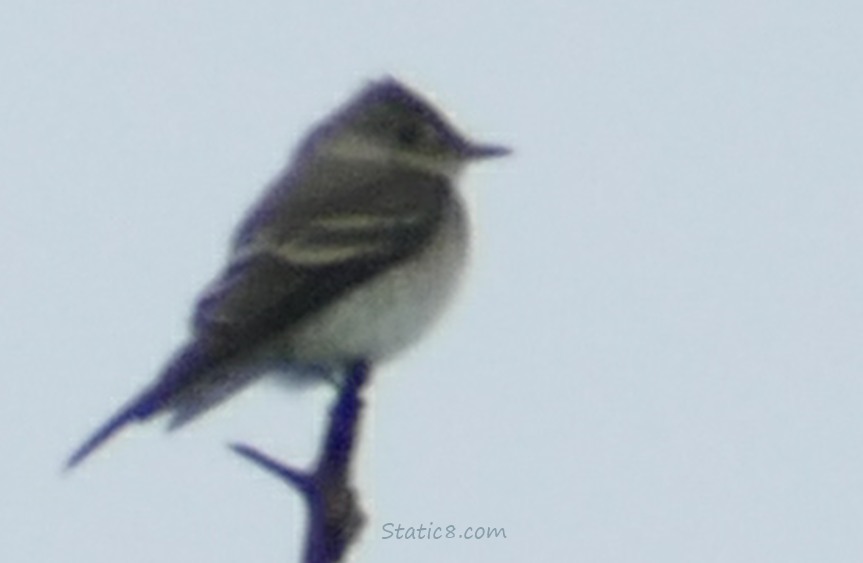 Wood Pewee standing on a twig