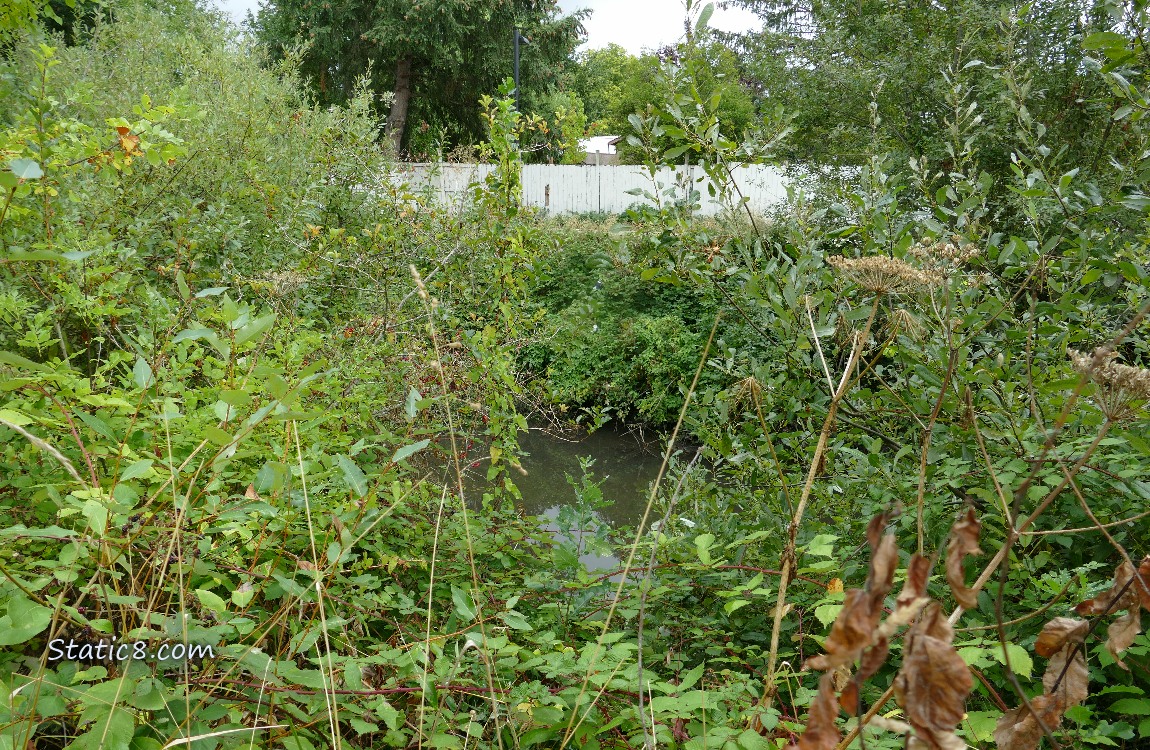 Creek and a wood fence