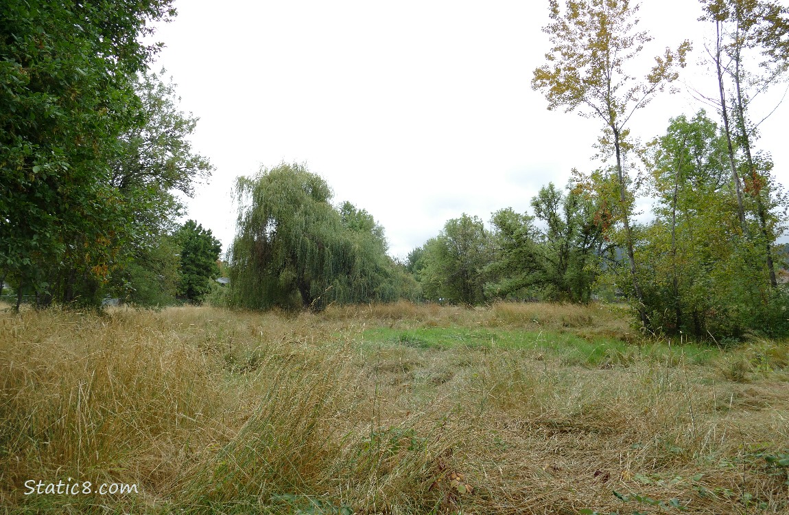 Grassy area with some trees