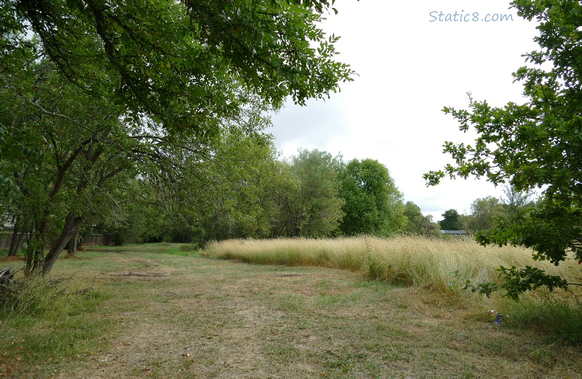 Grassy area with some trees