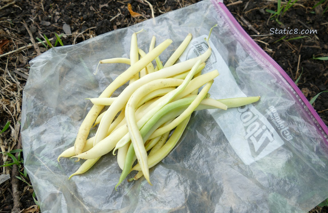 Harvested Wax Beans laying on the ground