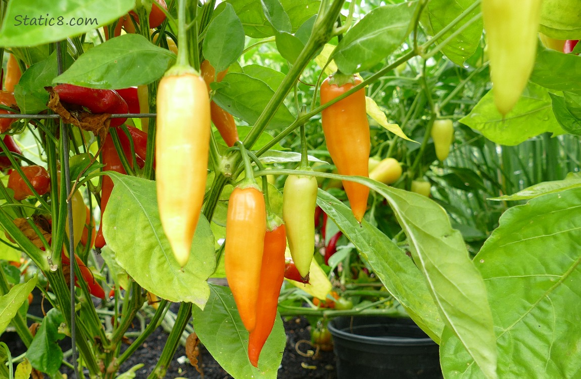 Peppers ripening on the vine