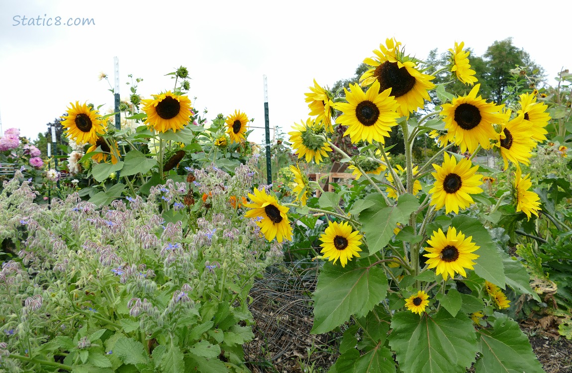 Sunflowers