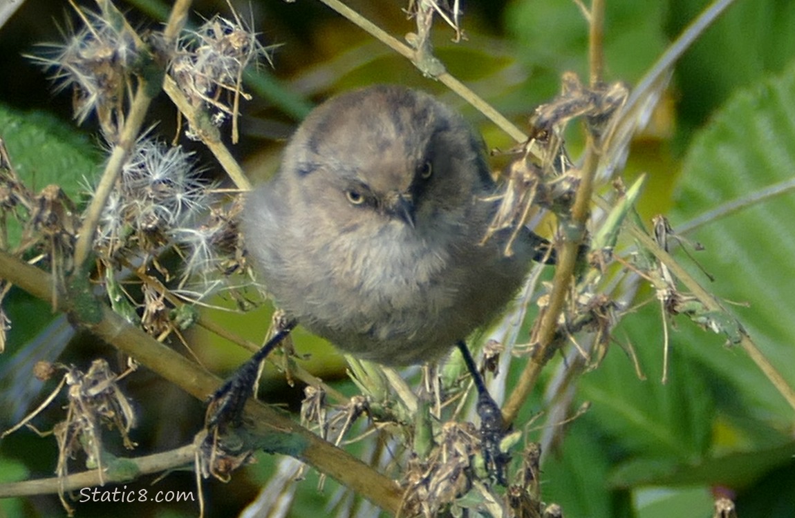 Bushtit standing in a dandelion type plant