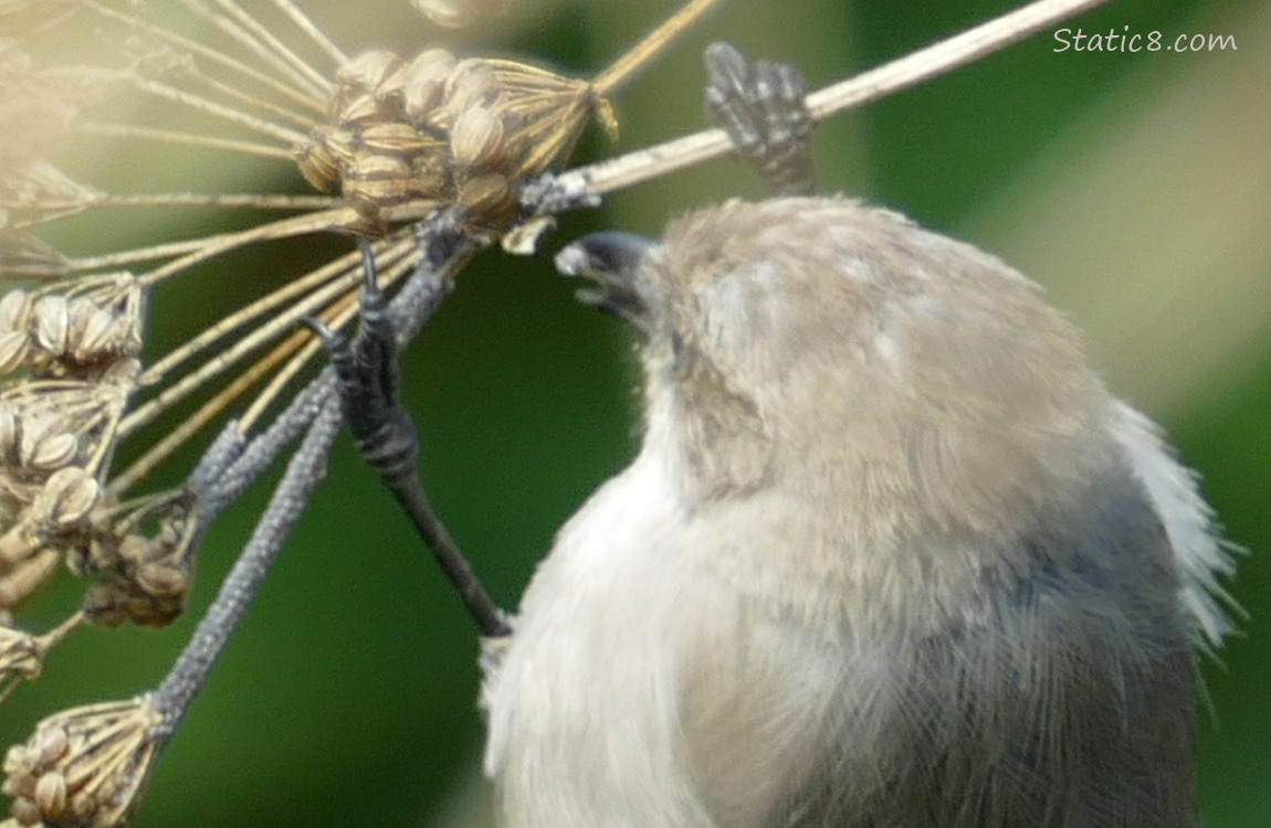 Bushtit eating Poison Hemlock seeds