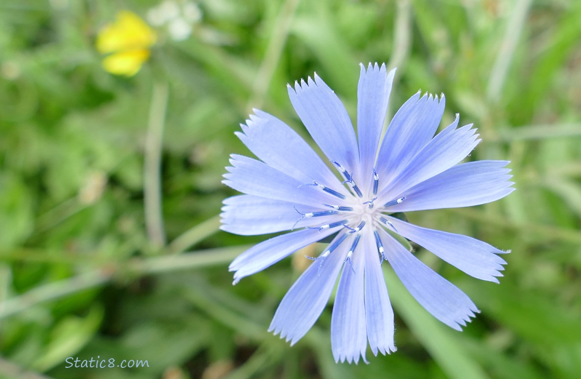 Chicory bloom in the grass