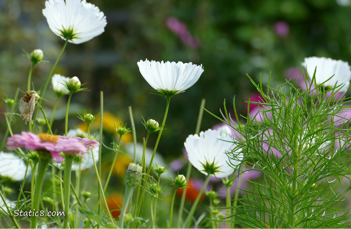 White Cosmos blooms in a garden plot