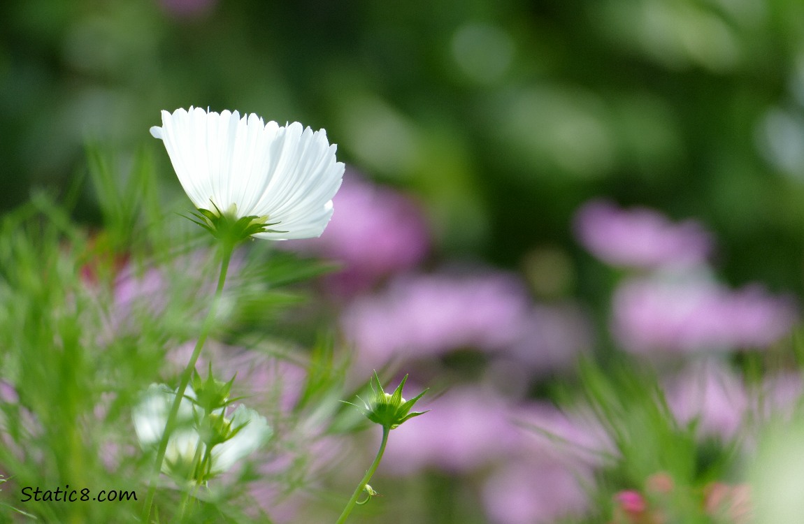 White Cosmos bloom