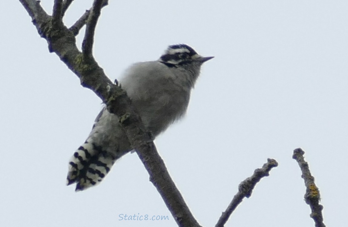 Downy Woodpecker standing up on a twig